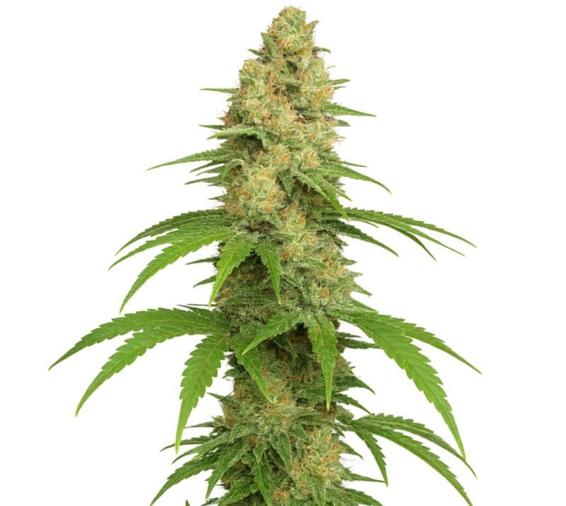 Sour Girl cannabis seeds packaging — Royal King Seeds Australia