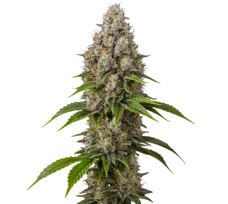 Sour Grape cannabis seeds packaging — Royal King Seeds Australia
