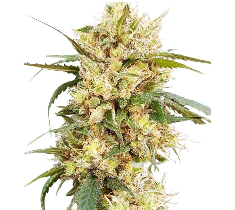 Sour Tangie cannabis seeds packaging — Royal King Seeds Australia