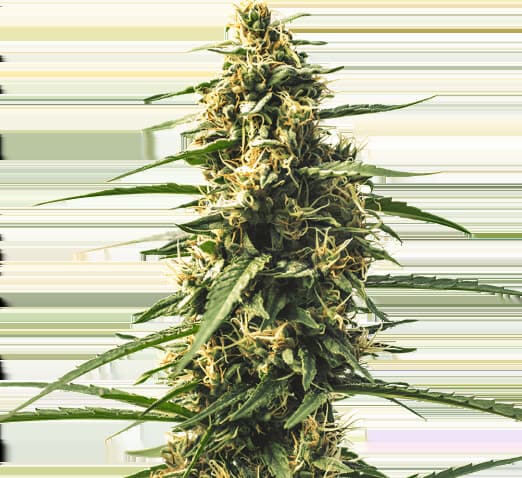 Sour Tsunami cannabis seeds packaging — Royal King Seeds Australia