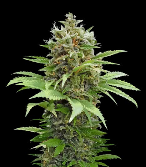 South Indian cannabis seeds packaging — Royal King Seeds Australia