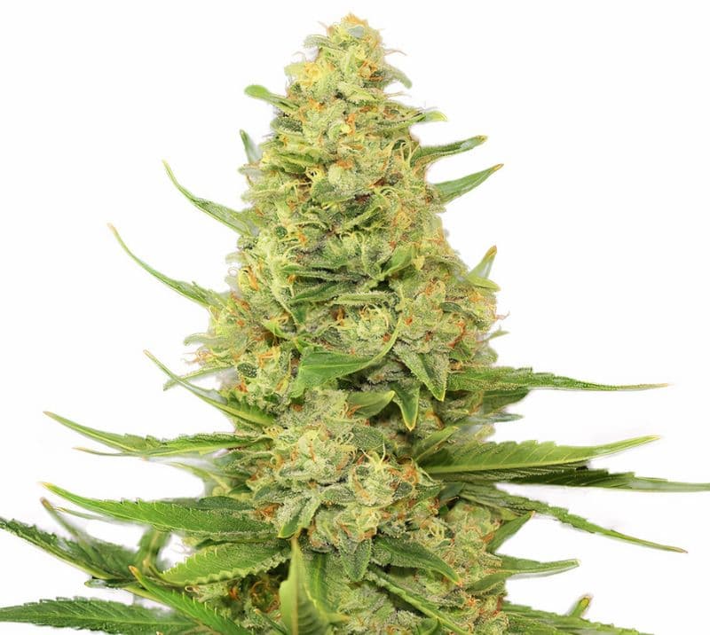 Space Candy cannabis seeds packaging — Royal King Seeds Australia
