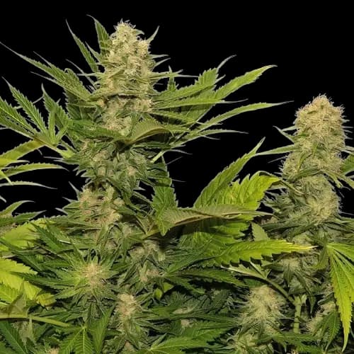 Space Queen cannabis seeds packaging — Royal King Seeds Australia