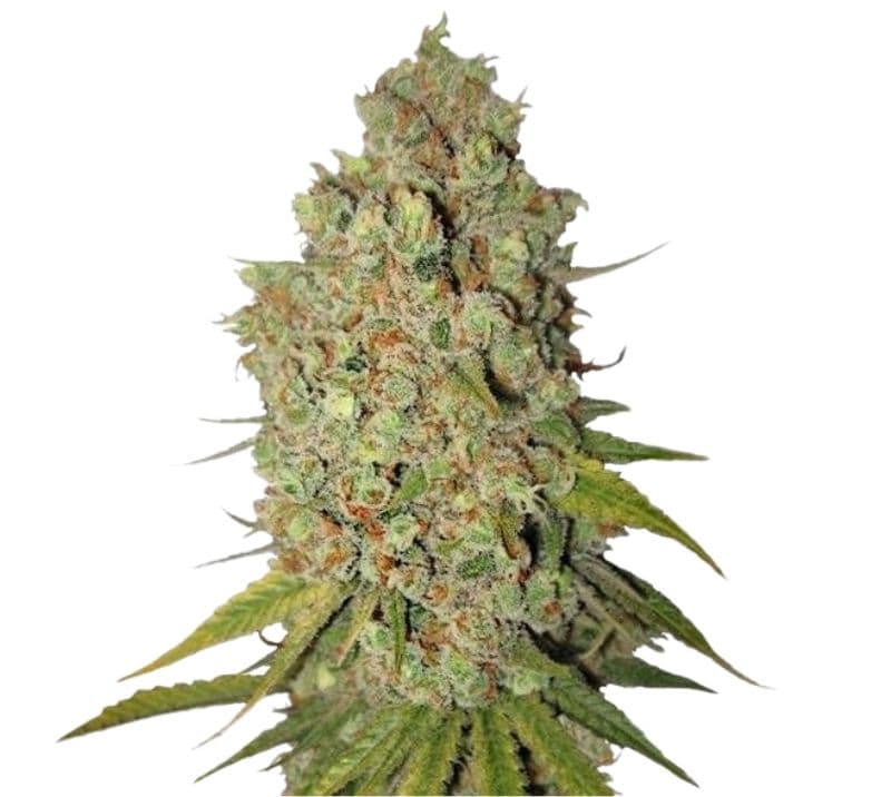 Special Kush #1 cannabis seeds packaging — Royal King Seeds Australia
