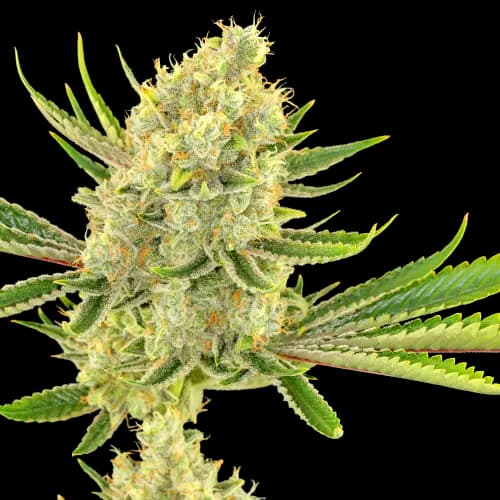 Special Reserve Black Lime cannabis seeds packaging — Royal King Seeds Australia