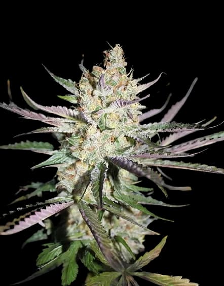 Star Berry cannabis seeds packaging — Royal King Seeds Australia