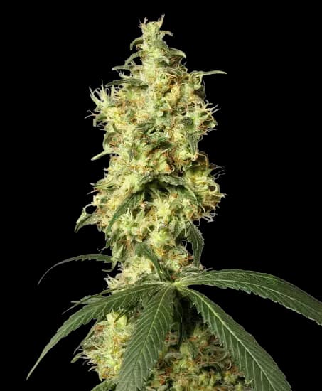 Star Killer cannabis seeds packaging — Royal King Seeds Australia