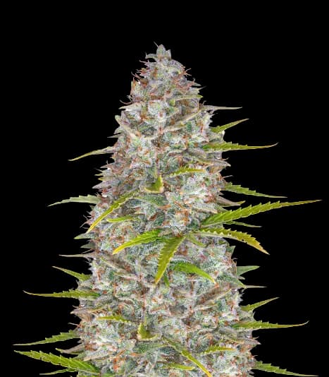 StarBud cannabis seeds packaging — Royal King Seeds Australia