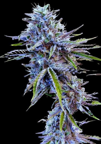 Stardawg cannabis seeds packaging — Royal King Seeds Australia