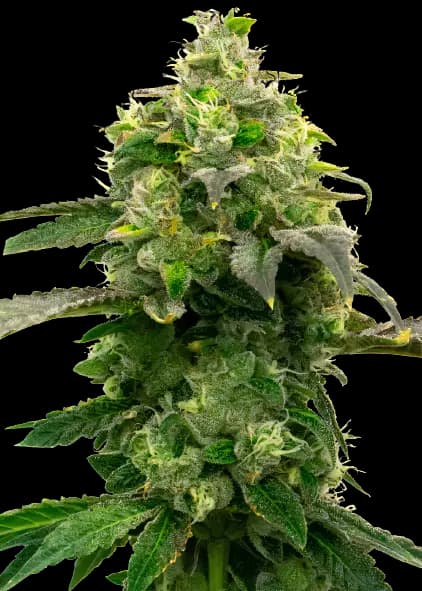 Steve's Dream Queen cannabis seeds packaging — Royal King Seeds Australia