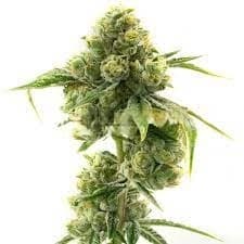 Sticky Dickie cannabis seeds packaging — Royal King Seeds Australia