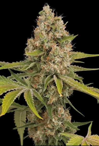 Stinking Rich cannabis seeds packaging — Royal King Seeds Australia