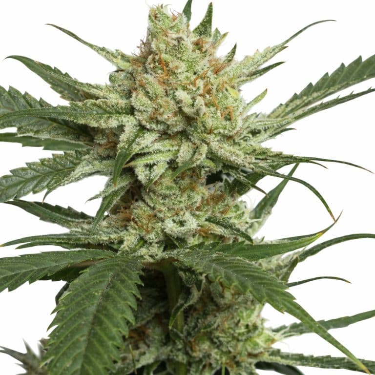 Strawberry Banana cannabis seeds packaging — Royal King Seeds Australia