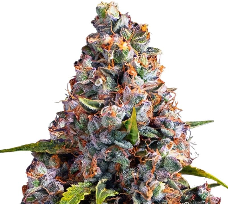 Strawberry Cheesecake cannabis seeds packaging — Royal King Seeds Australia