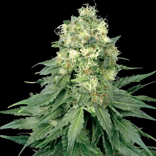 Strawberry cannabis seeds packaging — Royal King Seeds Australia