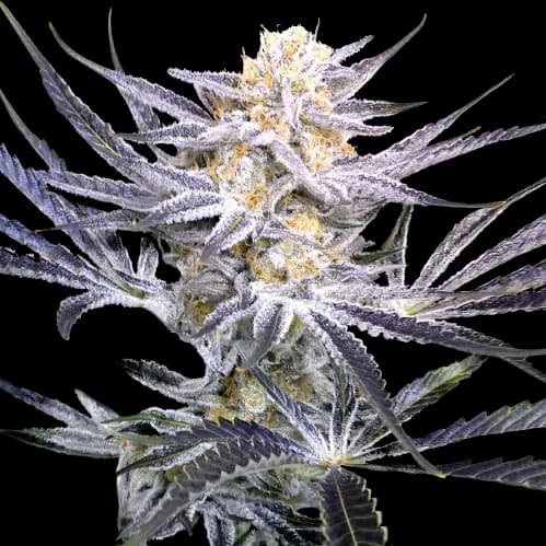 Strawberry Fields cannabis seeds packaging — Royal King Seeds Australia