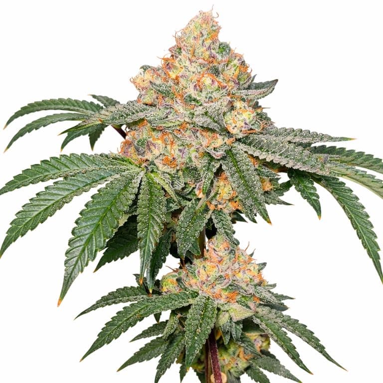 Strawberry Gary cannabis seeds packaging — Royal King Seeds Australia