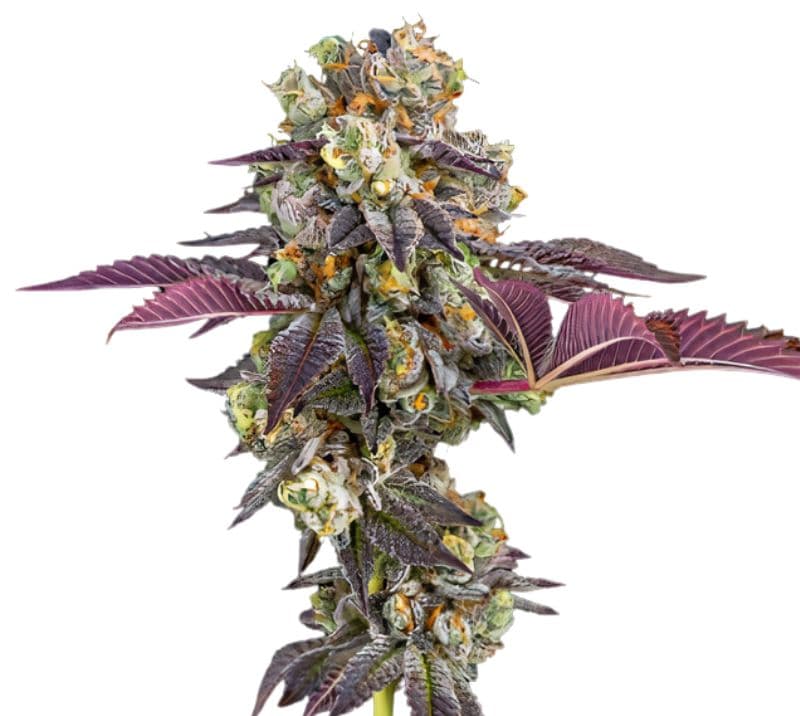 Strawberry Haze cannabis seeds packaging — Royal King Seeds Australia