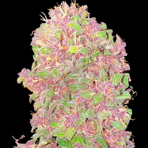 Strawberry Milkshake cannabis seeds packaging — Royal King Seeds Australia