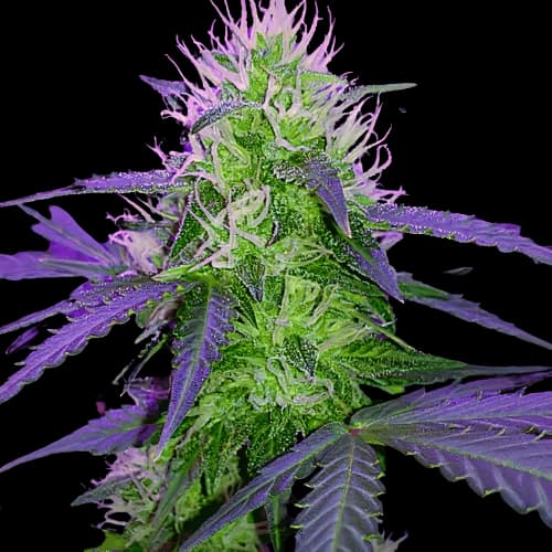 Sugar Black Rose cannabis seeds packaging — Royal King Seeds Australia