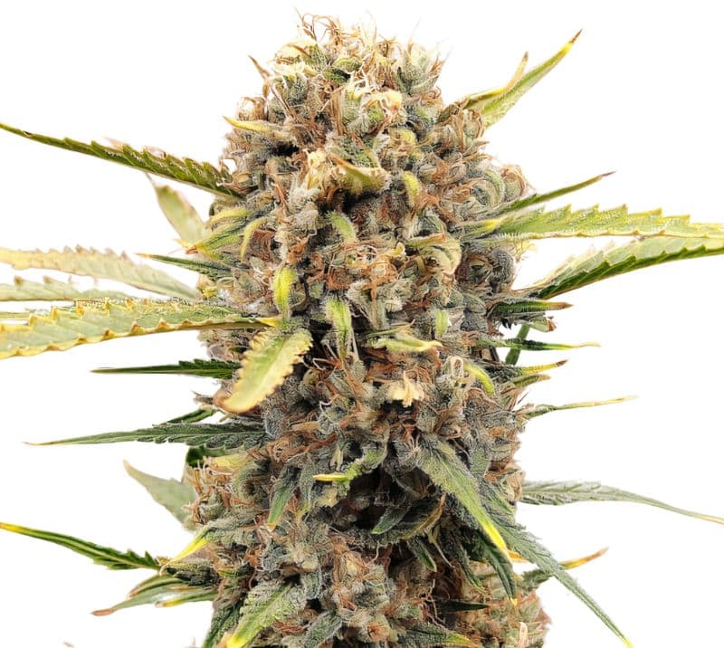 Sugar Cookie cannabis seeds packaging — Royal King Seeds Australia