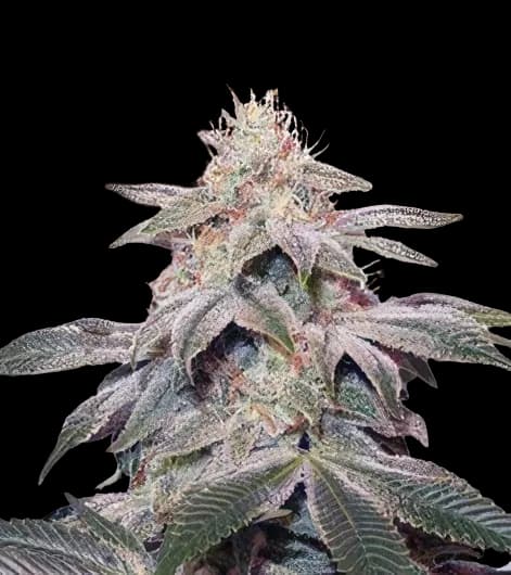 Sugar Kush cannabis seeds packaging — Royal King Seeds Australia