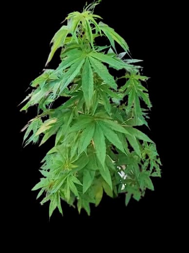 Sugar Mama cannabis seeds packaging — Royal King Seeds Australia