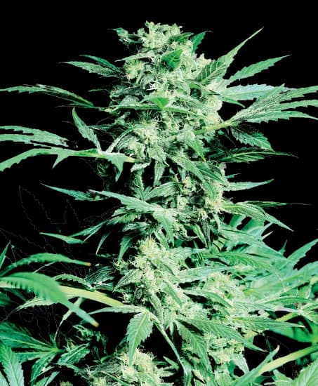 Sugar Shack cannabis seeds packaging — Royal King Seeds Australia