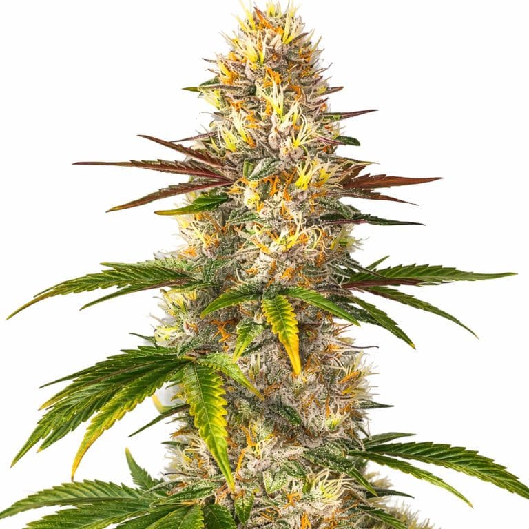 Sunrise cannabis seeds packaging — Royal King Seeds Australia