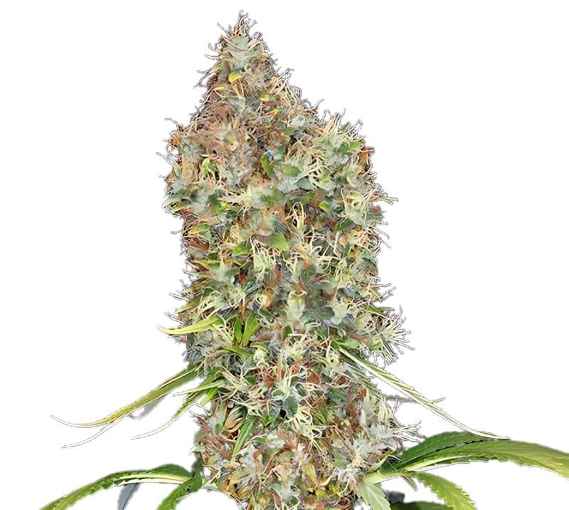Super Bud cannabis seeds packaging — Royal King Seeds Australia
