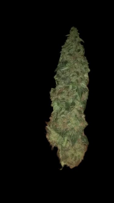Super Cheese cannabis seeds packaging — Royal King Seeds Australia