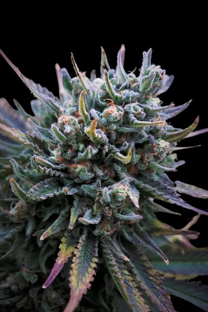 Supergirl cannabis seeds packaging — Royal King Seeds Australia