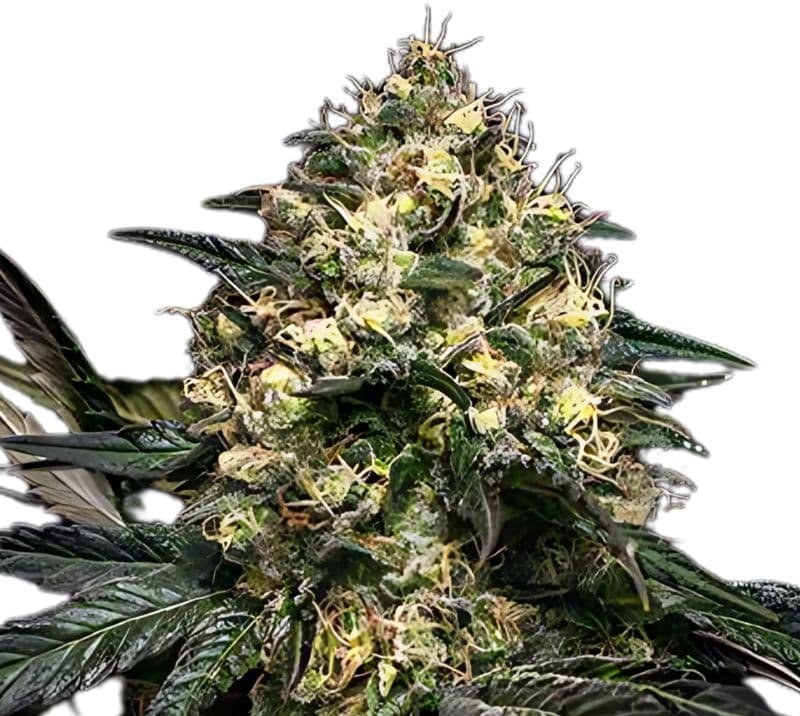 Superglue cannabis seeds packaging — Royal King Seeds Australia