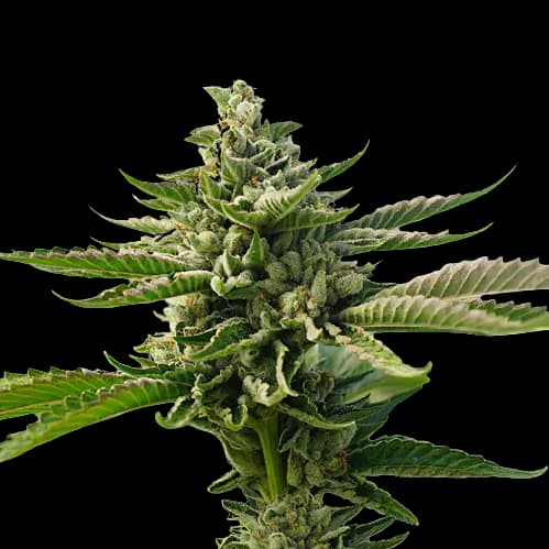 Superman OG cannabis seeds packaging — Royal King Seeds Australia