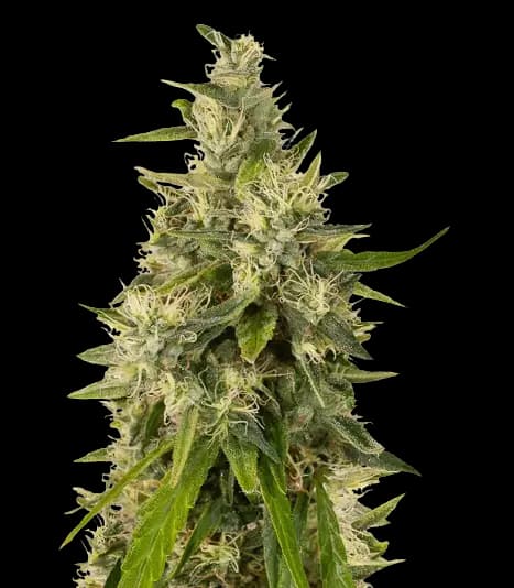 Sweet and Sour Widow CBD cannabis seeds packaging — Royal King Seeds Australia