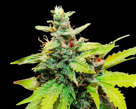 Sweet Baby Jane cannabis seeds packaging — Royal King Seeds Australia