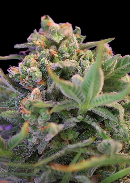 Sweet Cheese cannabis seeds packaging — Royal King Seeds Australia