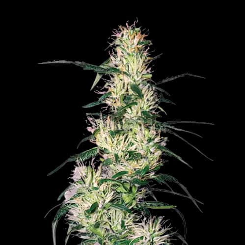 Sweet Deep Grapefruit cannabis seeds packaging — Royal King Seeds Australia