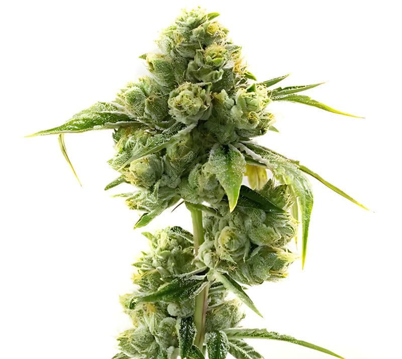 Sweet Dream cannabis seeds packaging — Royal King Seeds Australia