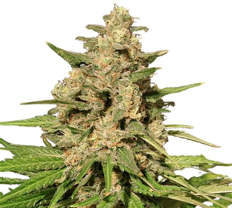 Sweet Island cannabis seeds packaging — Royal King Seeds Australia