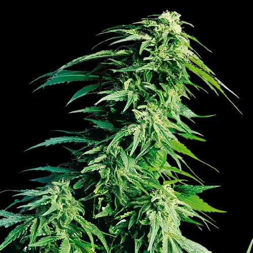 Sweet Lafayette cannabis seeds packaging — Royal King Seeds Australia