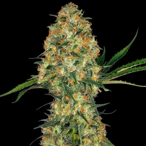 Sweet Nina cannabis seeds packaging — Royal King Seeds Australia