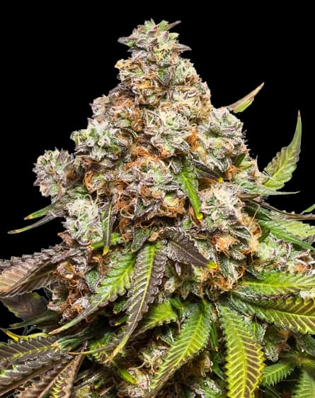 Sweet Pebbles cannabis seeds packaging — Royal King Seeds Australia