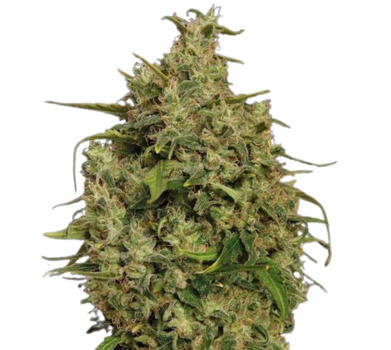 Sweet Tooth cannabis seeds packaging — Royal King Seeds Australia