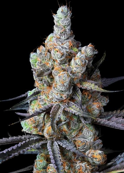 Tahoe Hydro OG cannabis seeds packaging — Royal King Seeds Australia