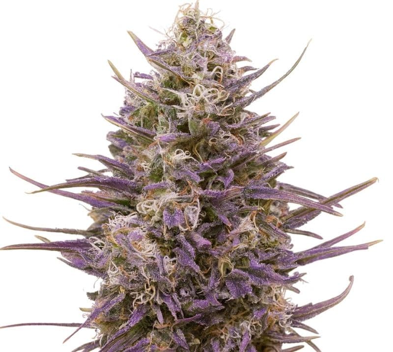 Tangerine Dream cannabis seeds packaging — Royal King Seeds Australia