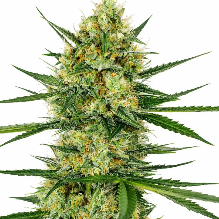 Tangerine cannabis seeds packaging — Royal King Seeds Australia