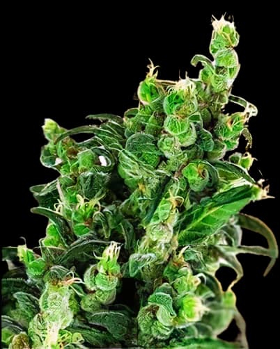 Tangerine Kush cannabis seeds packaging — Royal King Seeds Australia