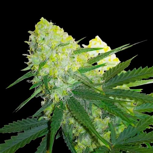 Tangerine Power cannabis seeds packaging — Royal King Seeds Australia
