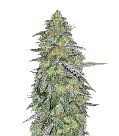 Tangilope cannabis seeds packaging — Royal King Seeds Australia